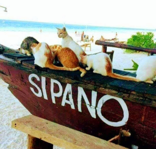 Logo Sipano in Zanzibar